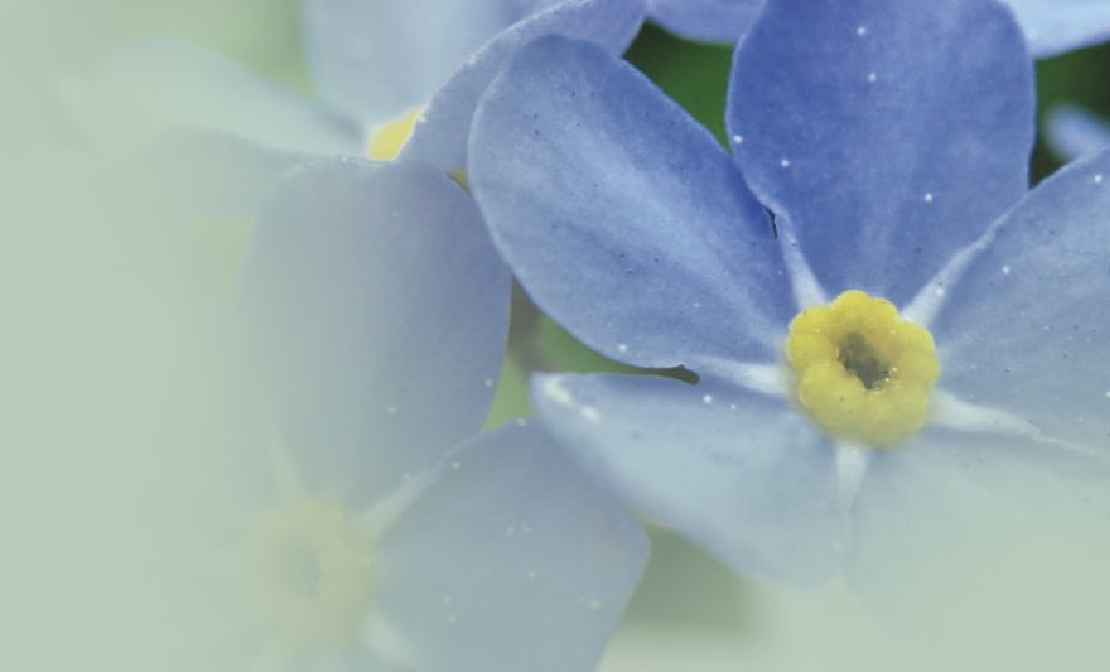 Close-up of blue forget-me-not flowers with five petals and a yellow centre. Soft, blurred green background.