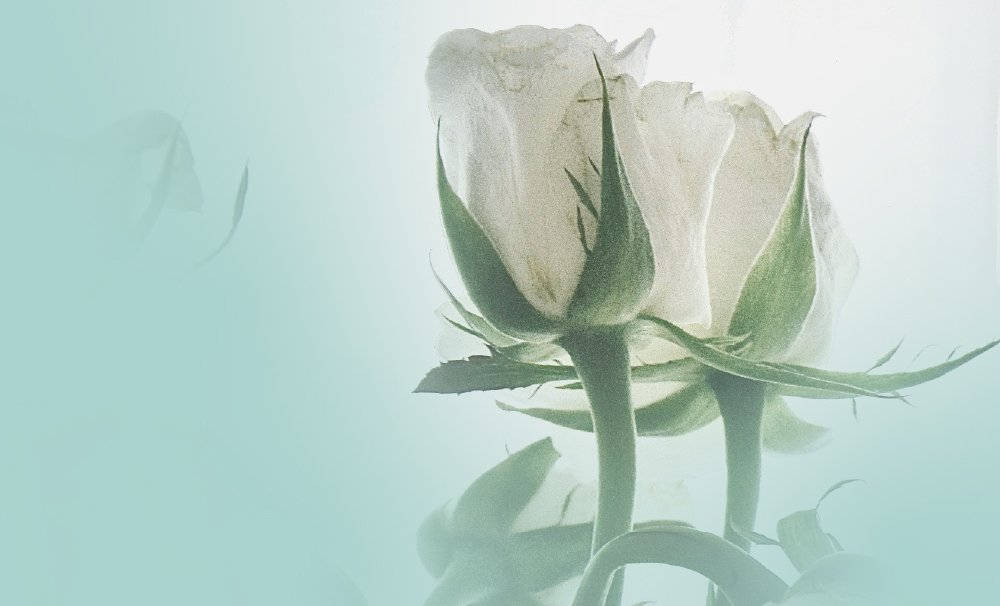 A close-up of two white roses with green stems and leaves, set against a soft, light teal background. The image has a delicate and serene feel.