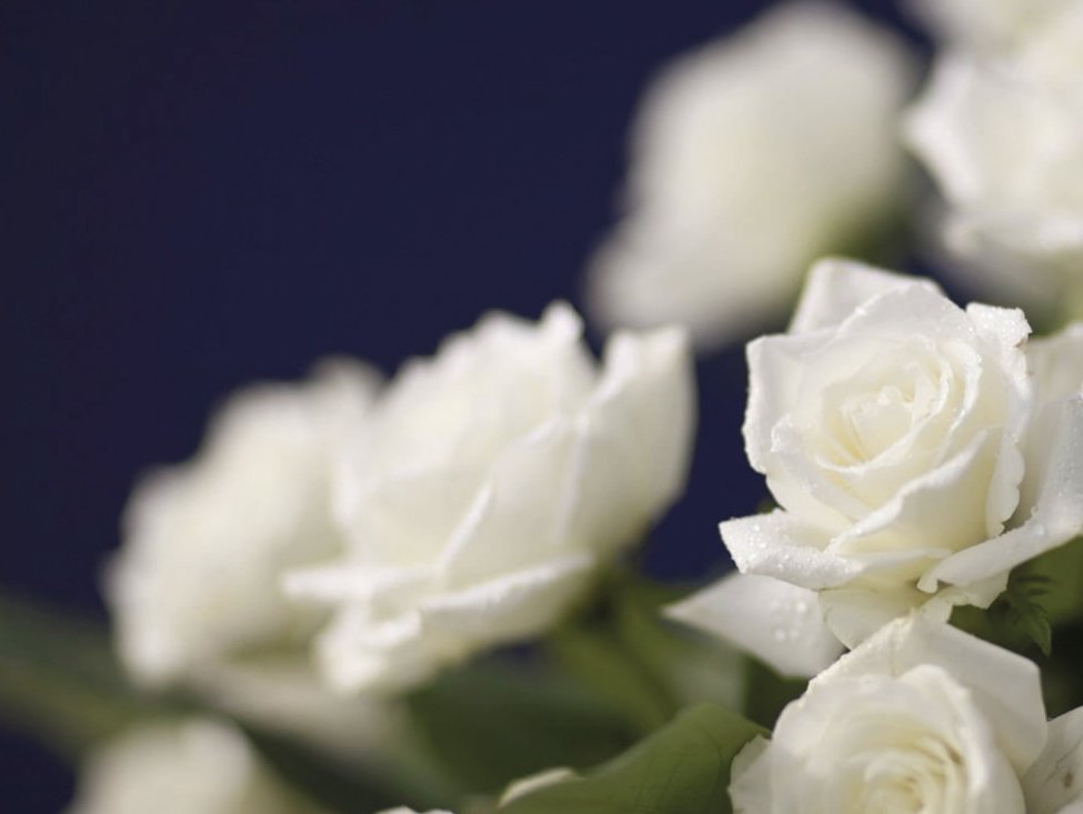 Close-up of white roses with dew drops against a dark background